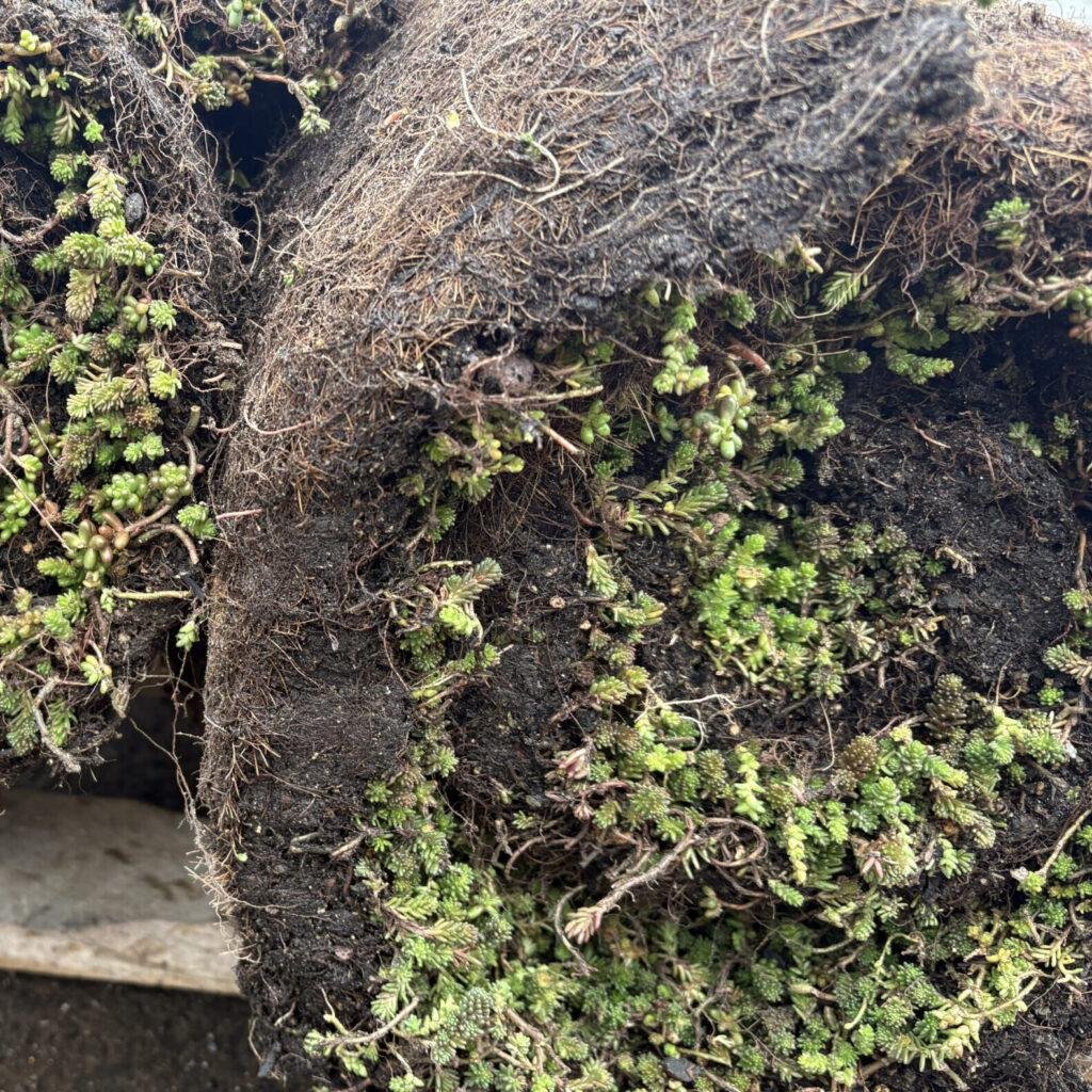 Sedum roof  / Green roof