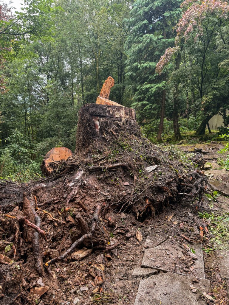 Stump ready for removal, Patterdale, Cumbria