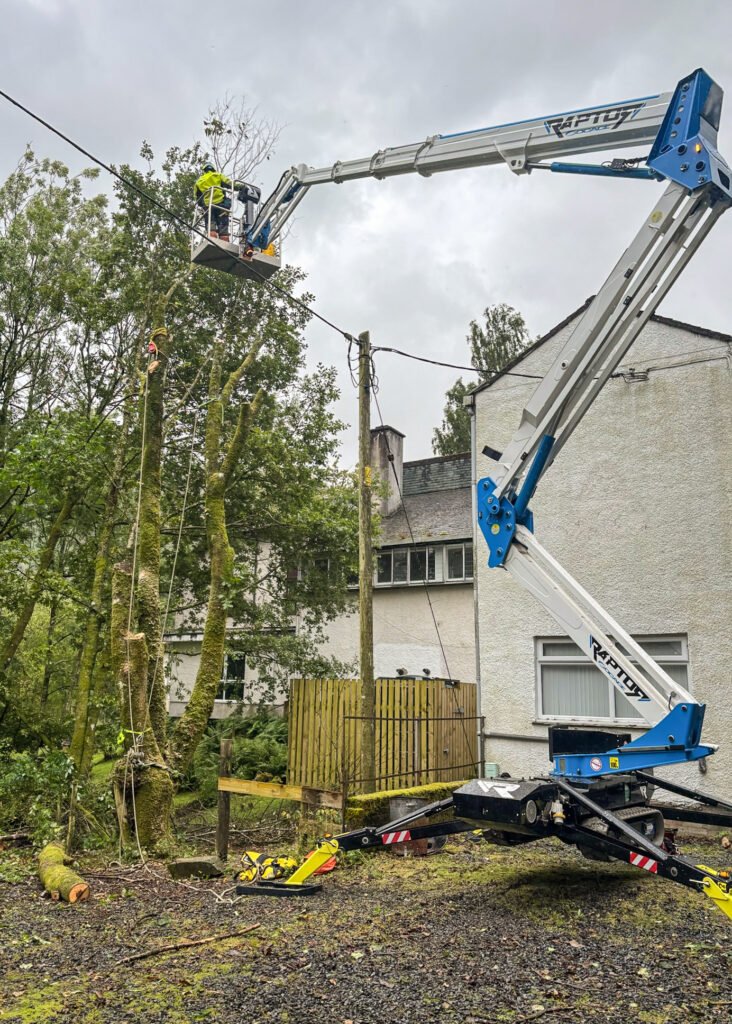 Tree removal Cumbria near power lines