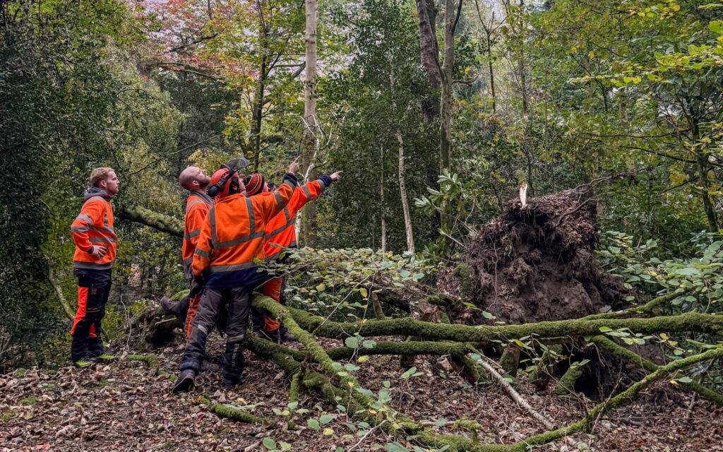 Health and Safety and Compliance in tree surgery