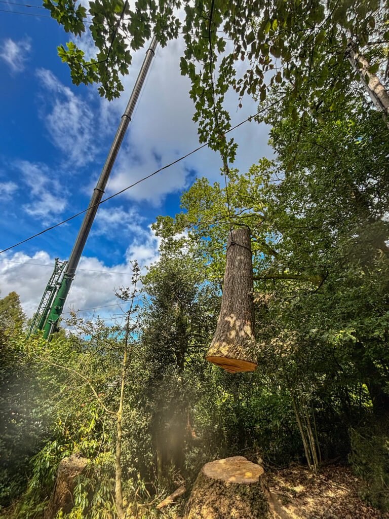 Using a crane to remove a tree in sections, Cumbria