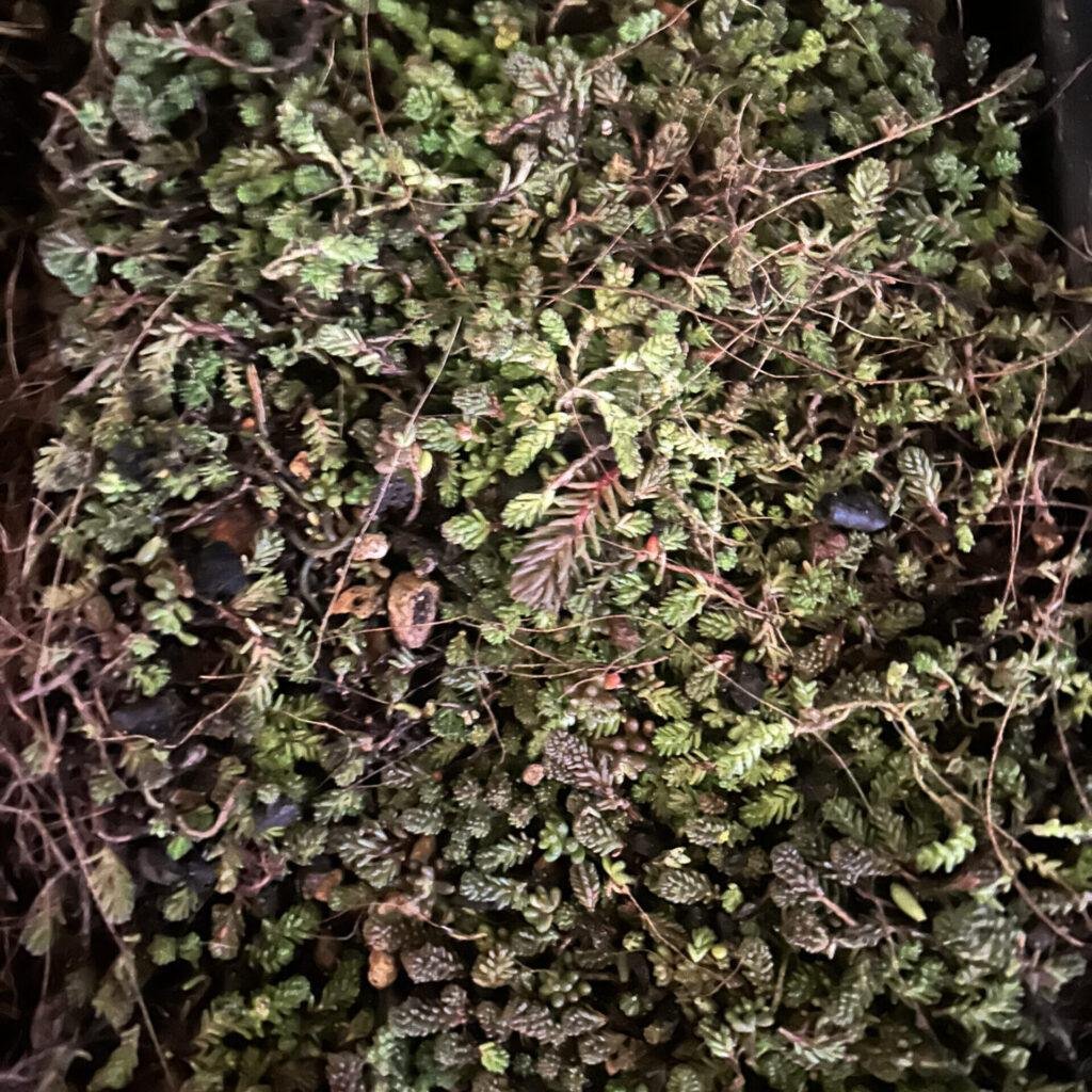Green roof Cumbria