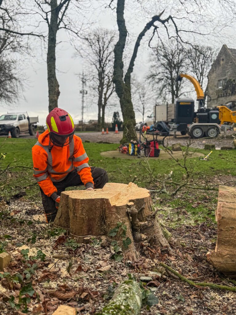 Large stump removal Cumbria