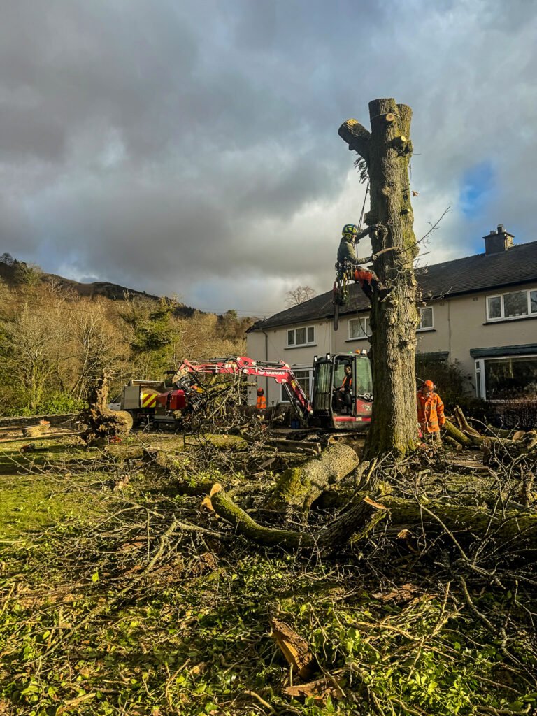 Keswick Arborist