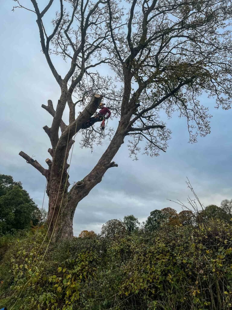 Tree removal Cumbria