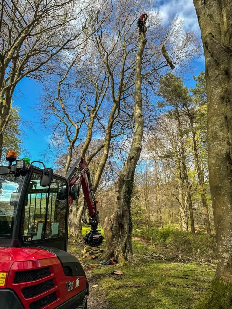 Tree surgery in Wasdale, Cumbria