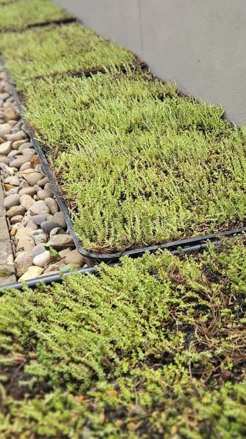 Sedum Roof Cumbria