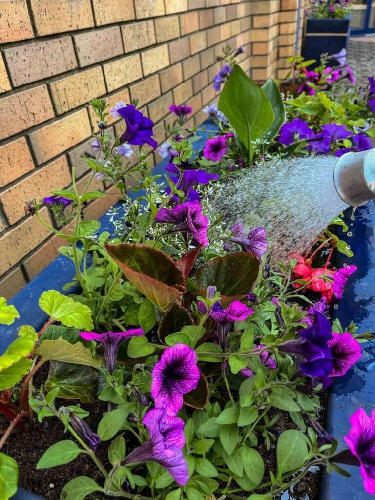 Wigton annual bedding