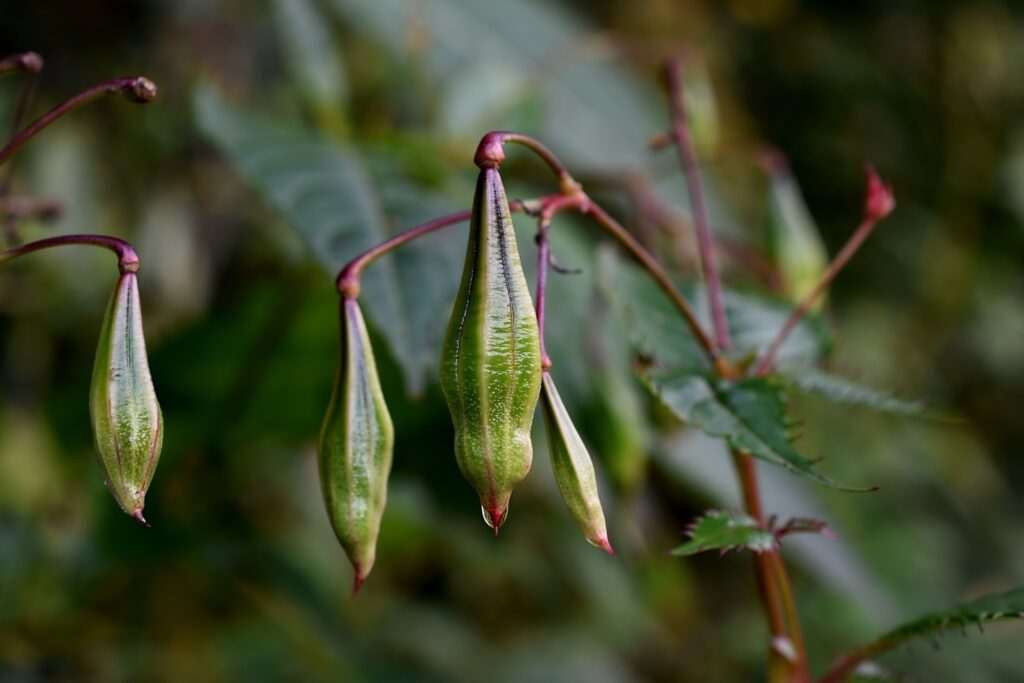 Seed pods of Himalayan balsam Cumbria