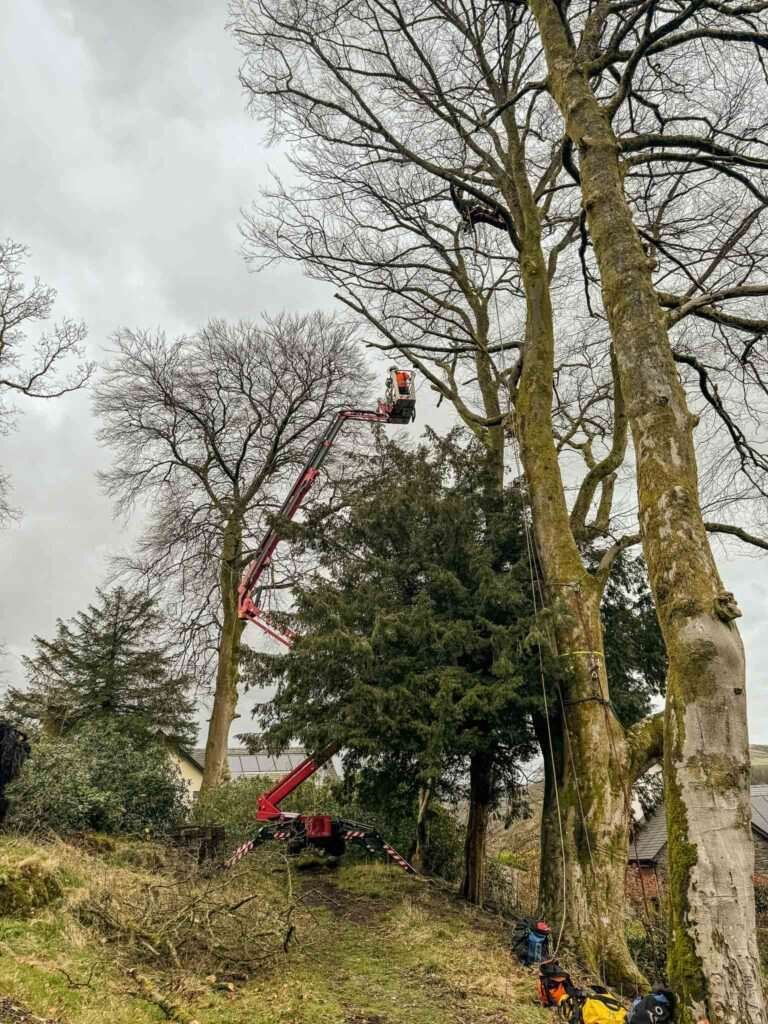 Lake District Tree Surgeon