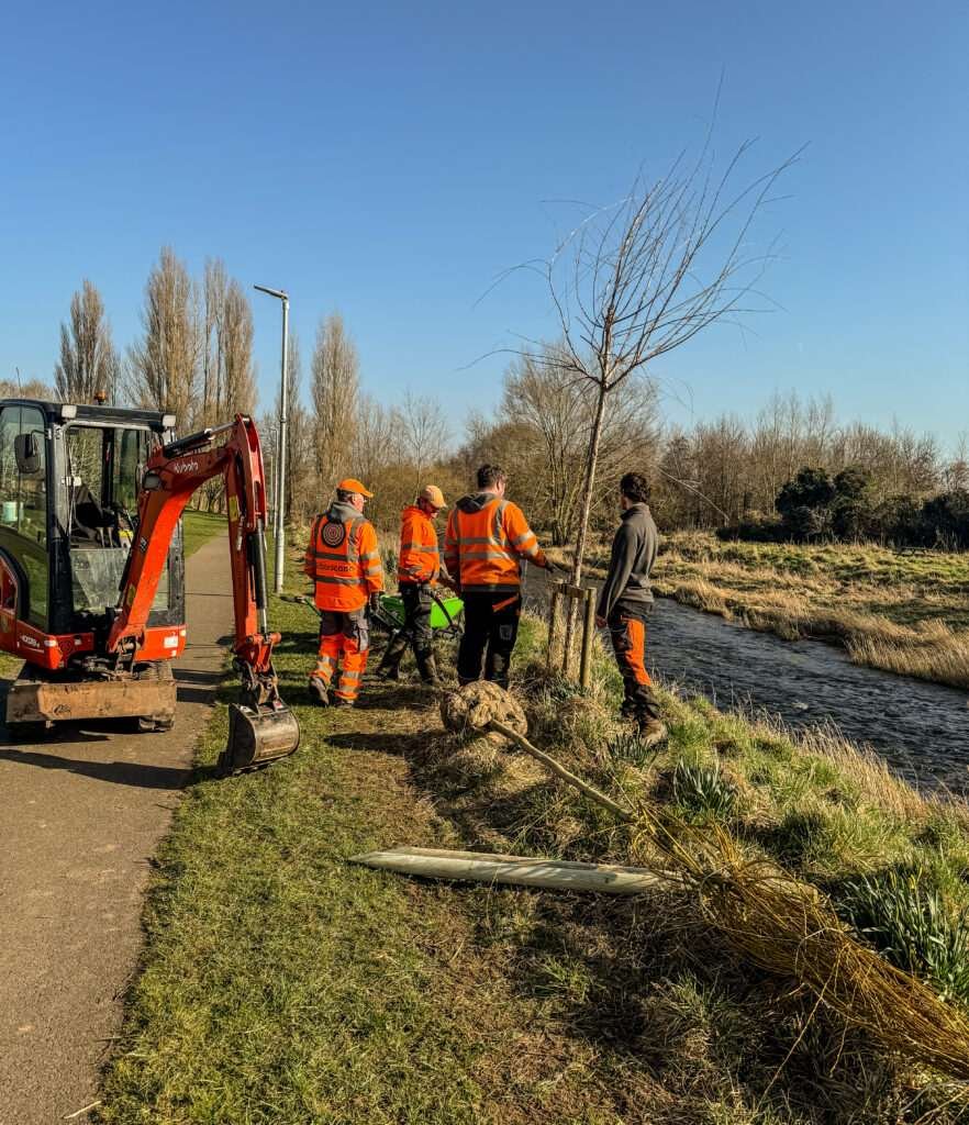 Tree planting in Carlisle, tree surgery Carlisle