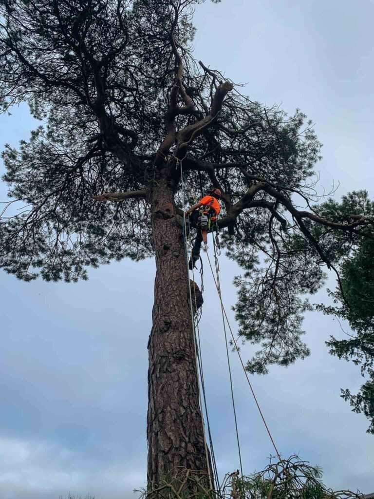 Wigton Tree Surgery