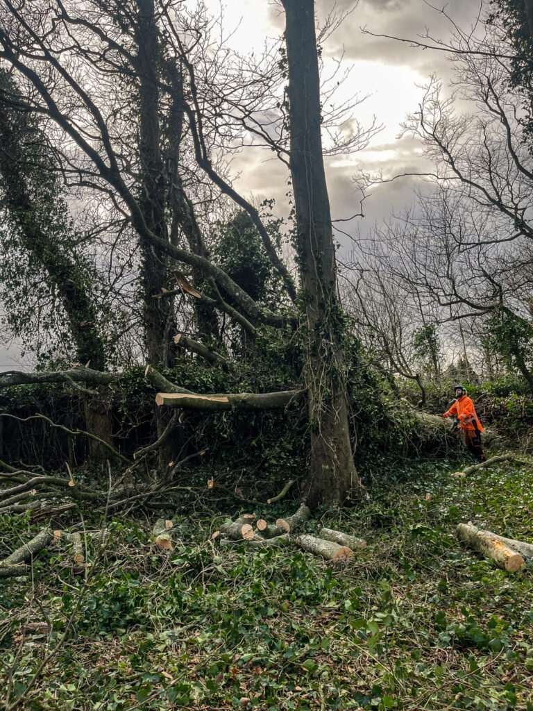 Ambleside emergency tree response