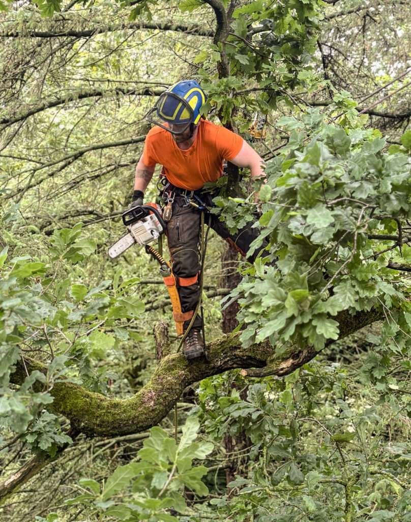 Ambleside Tree surgeon