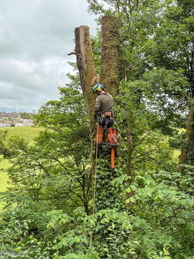 Tree surgery kewsick cumbria