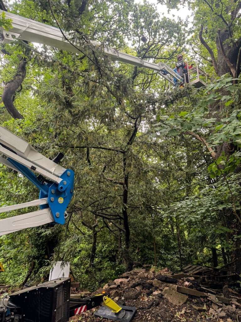Find tree surgeon in Ambleside