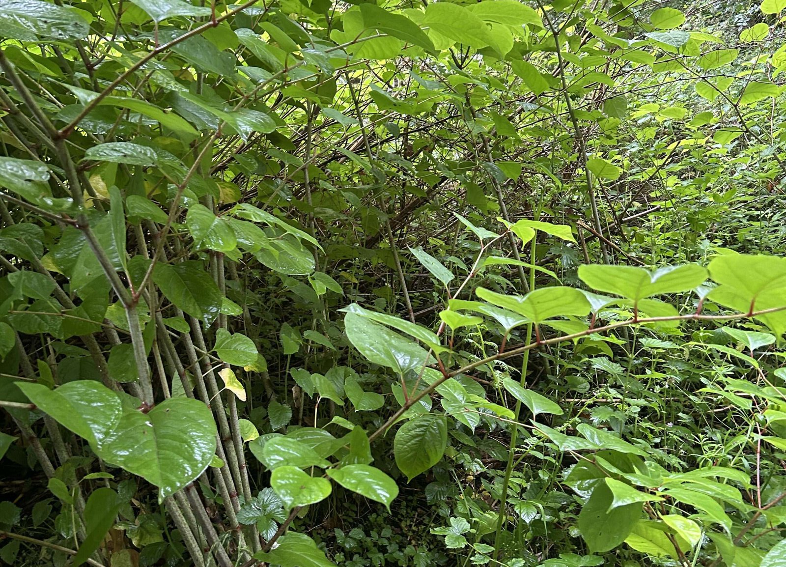 Deal with Japanese Knotweed Lake District
