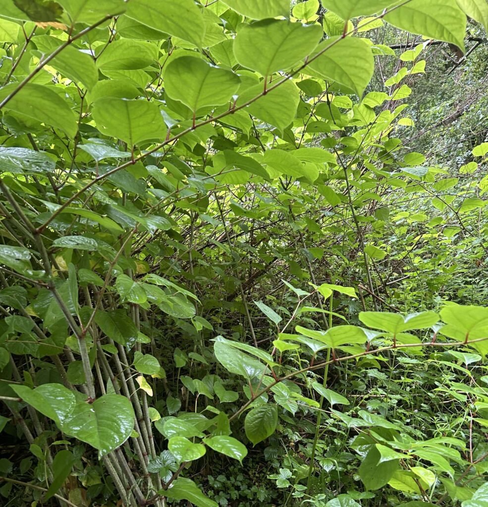 Deal with Japanese Knotweed Lake District