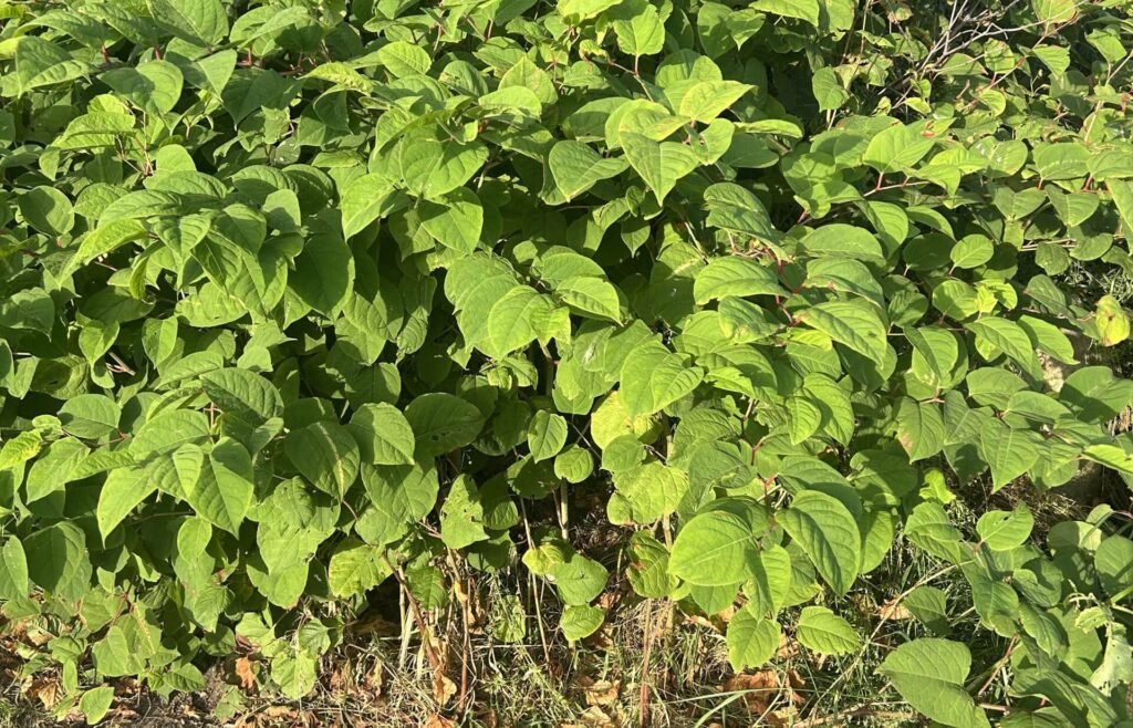 Japanese knotweed removal, Cumbria