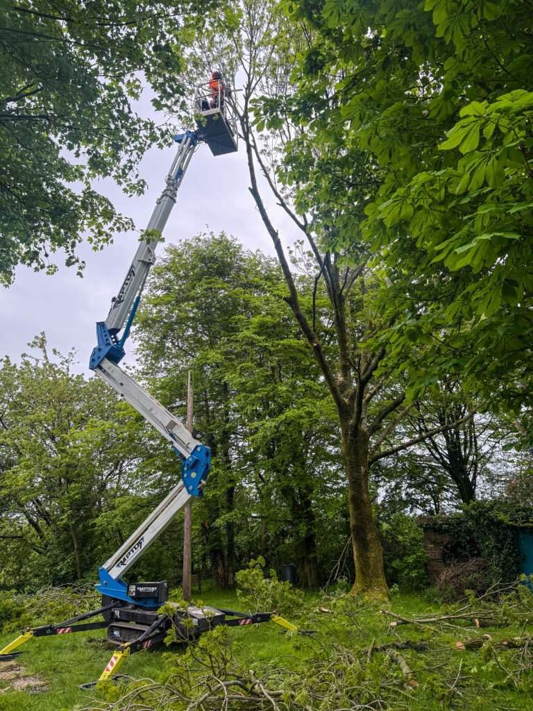 Tree surgery Keswick Cumbria