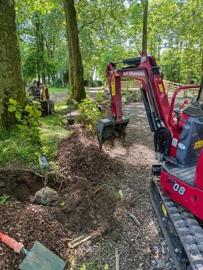 Tree planting in Lake District, Tree planting in Cumbria