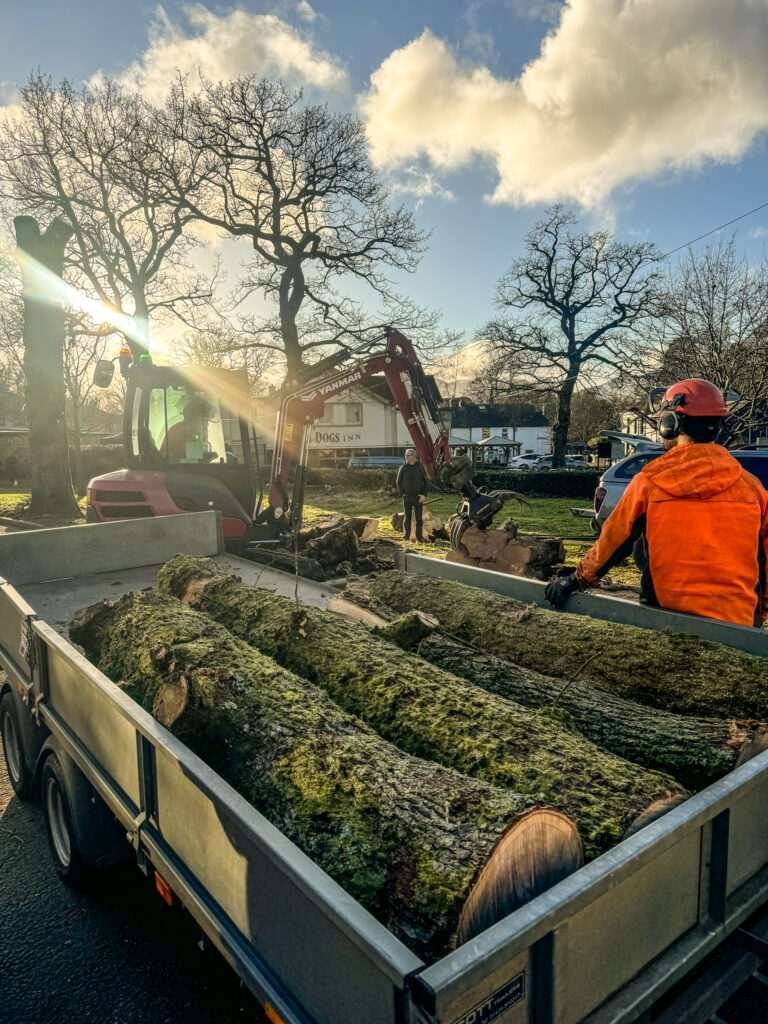 Tree removal Lake District