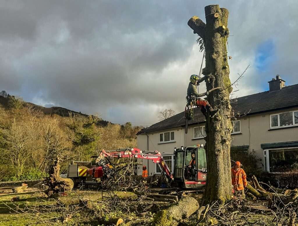 Tree surgery Keswick