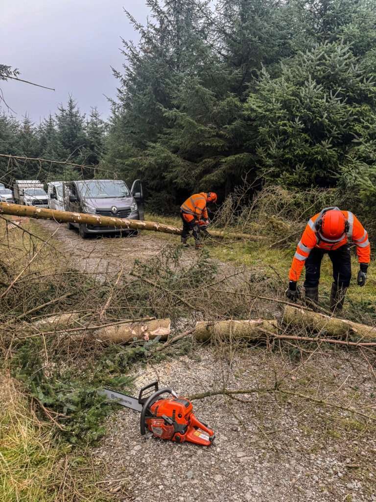 Emergency tree removal Lake District