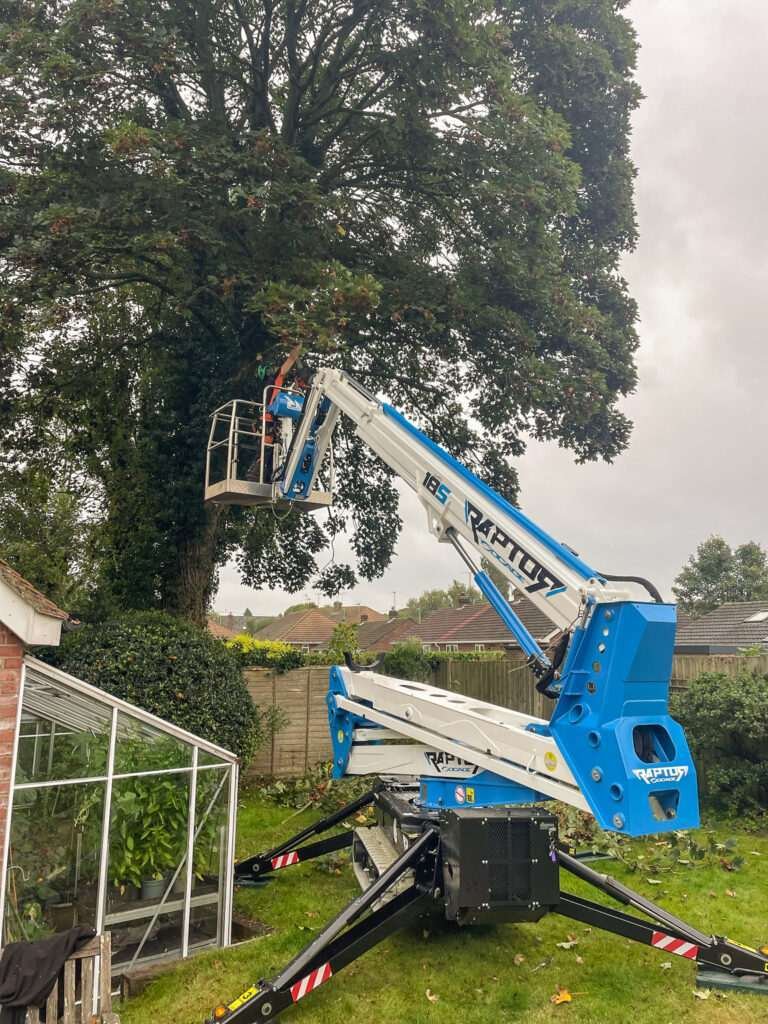 tree surgery Carlisle, Cumbria