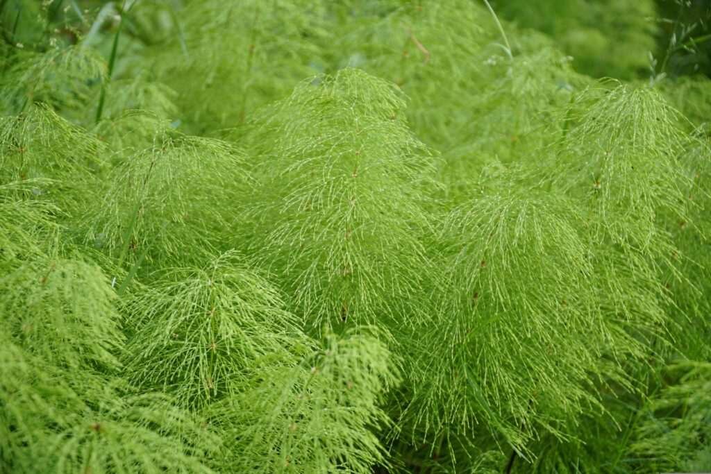 Mares tail control in Lake District