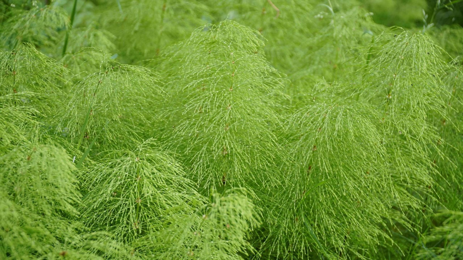 Mares tail control in Lake District