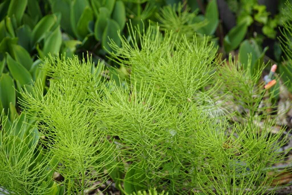 Lake District weed control of horsetail