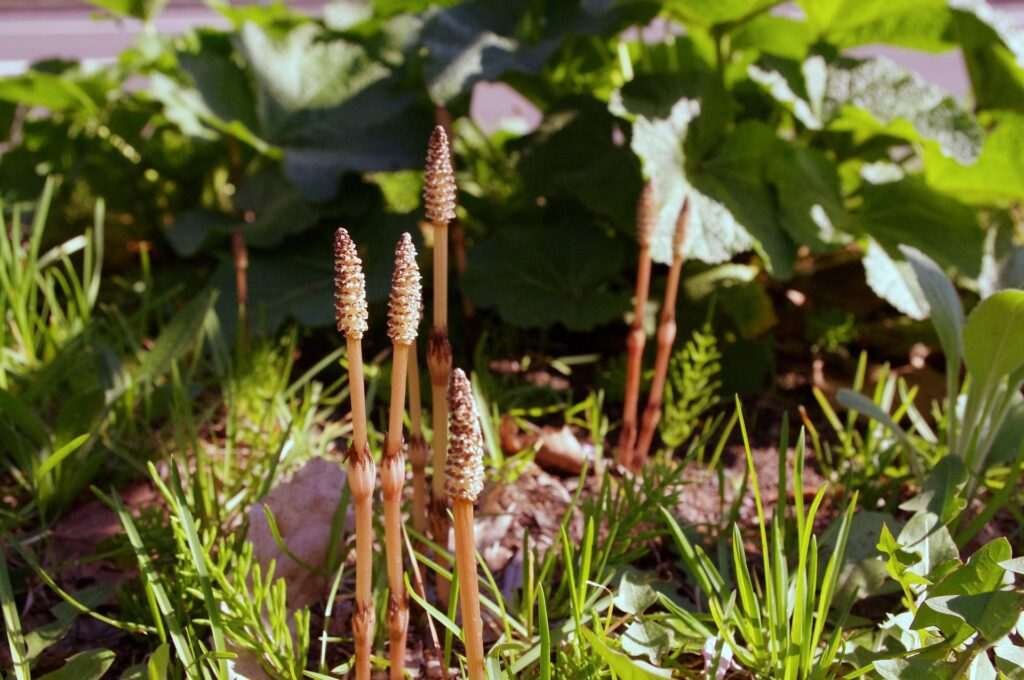 Weed control in Cumbria & Lake District