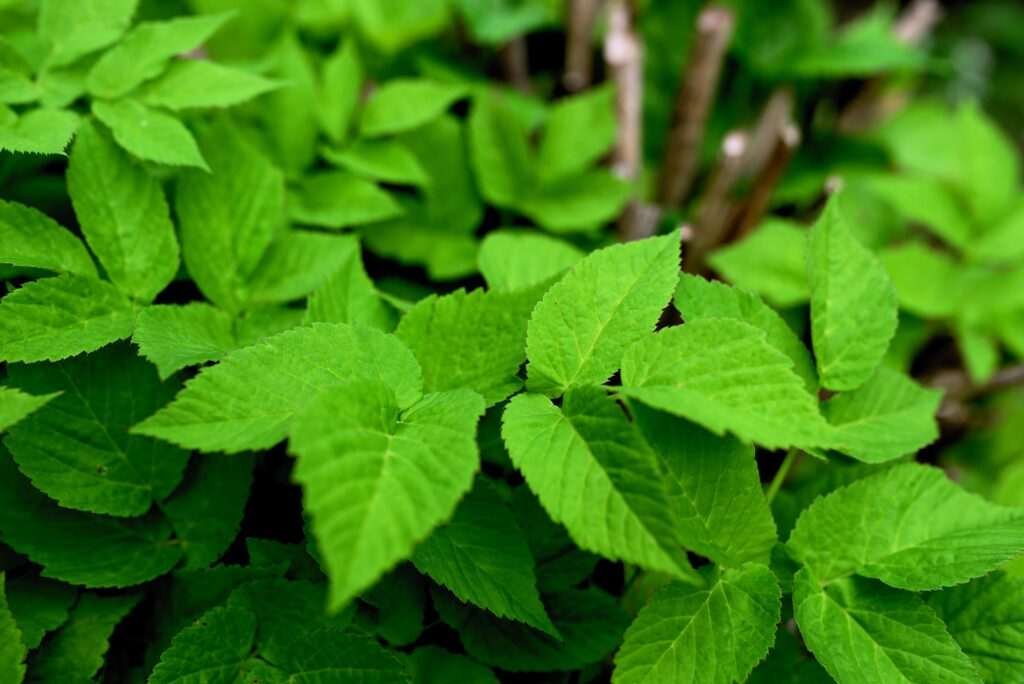 How to remove ground elder